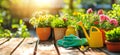 colorful flower pots with watering can and gloves on wooden table on sunny garden background. banner