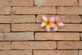 Colorful flower on red brick wall Royalty Free Stock Photo