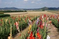 A colorful flower sea of gladioli on a field Royalty Free Stock Photo