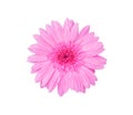 Colorful flower top view pink gerbera or barberton daisy  blooming with water drops isolated on white background , clipping path Royalty Free Stock Photo