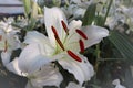 Colorful flowers. White Asiatic lily flower.