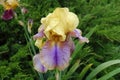 Colorful flower of yellow and purple Iris germanica with raindrops Royalty Free Stock Photo