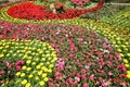 Colorful flowerbed Royalty Free Stock Photo