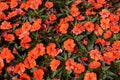 Busy Lizzie. Summer flowers orange Impatiens walleriana.