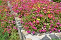 Colorful flowerbed of hogweed or Portulaca