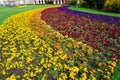 Colorful Flowerbed