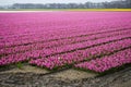 The Colorful flowerbed with tulips hyacinths and daffodils