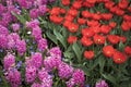 The Colorful flowerbed with tulips hyacinths and daffodils