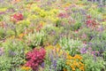 Colorful flowerbed variety of impatiens/balsaminaceae tropical f Royalty Free Stock Photo