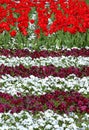 Colorful flowerbeds