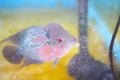 Colorful flowerhorn crossbreed fish or cichlidae in old glass aquarium background