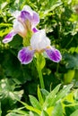 Summer bright bloom of perennial blue-white iris flower on a high stem in the garden. Royalty Free Stock Photo