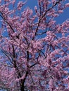 Colorful Flowering Eastern Redbud Tree in April in Spring Royalty Free Stock Photo