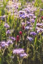 Colorful flowering herb meadow with purple blooming phacelia, orange calendula officinalis and wild chamomile. Meadow flowers