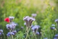 Colorful flowering herb meadow with purple blooming phacelia, orange calendula officinalis and wild chamomile. Meadow flowers