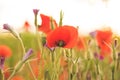 Colorful flowering herb meadow with red poppy and violet blooming flowers in sunlight. Bee pasture for honey production. Meadow