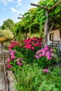 Backyard landscaping ideas with blooming Hortensia hydrangea grapes and plants, Greece.