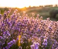 Colorful flowering lavandula or lavender field in the dawn light