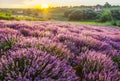 Colorful flowering lavandula or lavender field in the dawn light