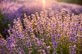 Colorful flowering lavandula or lavender field in the dawn light