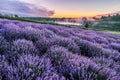 Colorful flowering lavandula or lavender field in the dawn light