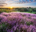 Colorful flowering lavandula or lavender field in the dawn light