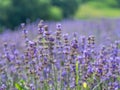 Colorful flowering lavender shrub close up. Beautiful nature background
