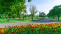 Colorful flowering plant and green grass lawn under group of trees in a good care maintenance garden, grey color concrete