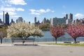 Flowering Trees during Spring with Benches at Rainey Park in Astoria Queens New York along the East River Royalty Free Stock Photo