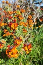 Colorful flowering Wallflower plants in springtime