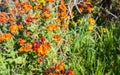 Colorful flowering Wallflower plants in springtime