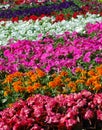 Colorful Flowers