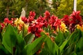 Colorful flowers adorn the Fuente de Sevilla, is a fountain located in the Puerta de Jerez.