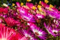 Colorful flowers in Akureyri botanic garden Royalty Free Stock Photo