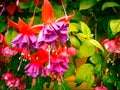 Colorful Flowers of Alaska