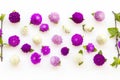 Colorful flowers amaranth white ,purple ,pink color local flora of asia Royalty Free Stock Photo