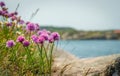 Colorful flowers in the archipelago of BohuslÃÂ¤n on the west coast of Sweden.