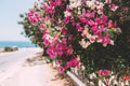 Colorful flowers around sea. Cyprus, Ayia Napa. Beautiful Background