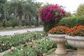 Colorful flowers arranged in park view