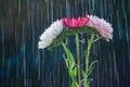 Colorful flowers asters on the background of tracks raindrops