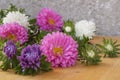 Colorful flowers - Asters