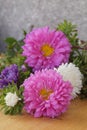 Colorful flowers - Asters Royalty Free Stock Photo