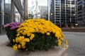 Colorful Flowers during Autumn along a Street in Downtown Chicago Royalty Free Stock Photo