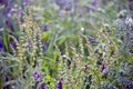 The colorful flowers of a bank of the stream Royalty Free Stock Photo