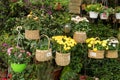 Colorful flowers in basket hanging Royalty Free Stock Photo