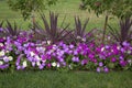 Colorful flowers bed design in public park Royalty Free Stock Photo