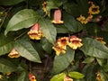 Bignonia capreolata climber plant in bloom