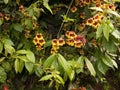 Bignonia capreolata climber plant with yellow and red flowers