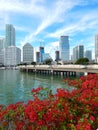 Colorful flowers Biscayne bay skyline photo Royalty Free Stock Photo