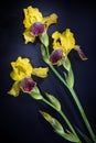 Colorful flowers on black background - colorful iris flower Royalty Free Stock Photo